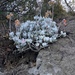 Cotyledon orbiculata - Photo (c) Matthew Baker, todos os direitos reservados, uploaded by Matthew Baker
