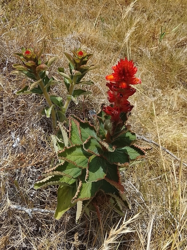 Sinningia allagophylla