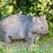 Bare-nosed Wombat - Photo (c) andrew_mc, all rights reserved