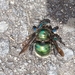 Golden-green Carpenter Bee - Photo (c) helen_hudson, all rights reserved