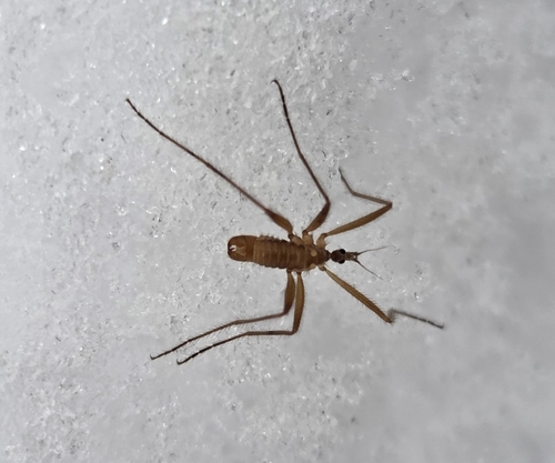 Unknown species found near Liberty St and Willow St, Meadville, PA 16335, USA