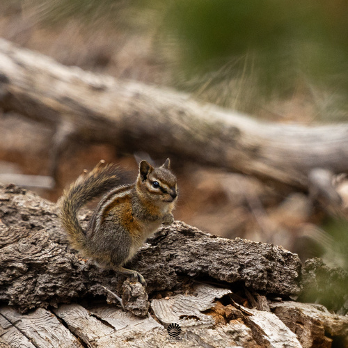 Uinta Chipmunk observed by trent_plourde