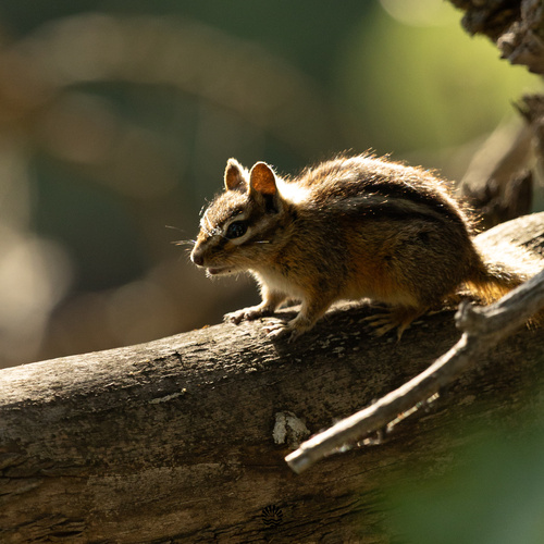 Yellow-pine Chipmunk observed by trent_plourde