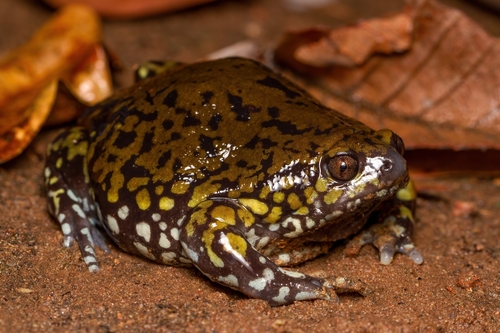 Muller's Termite Frog