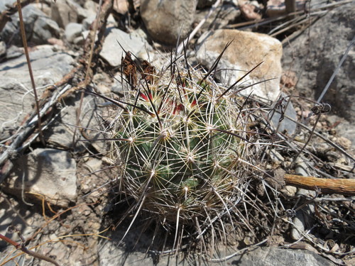 Coryphantha delaetiana