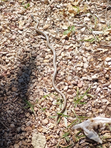 Narrow-headed Whipsnake sighting