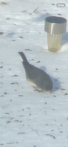 Dark-eyed Junco