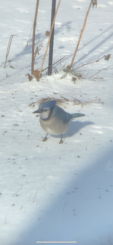 Blue Jay