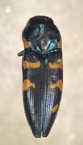 Thrincopyge alacris