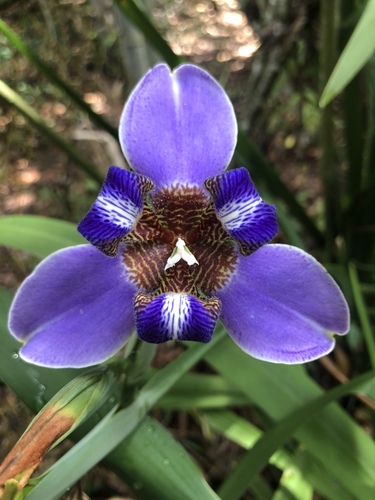 Neomarica fluminensis