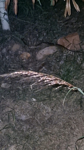 Black-headed Python sighting
