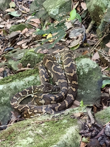 Coastal Carpet Python sighting