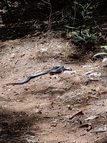 Red-bellied Black Snake sighting