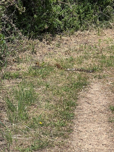 Tiger Snakes sighting