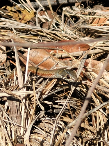 Collared Whipsnake sighting