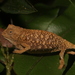 Bearded Pygmy Chameleon - Photo (c) Frederik Leck Fischer, all rights reserved, uploaded by Frederik Leck Fischer