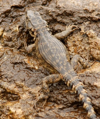 Drakensberg Crag Lizard