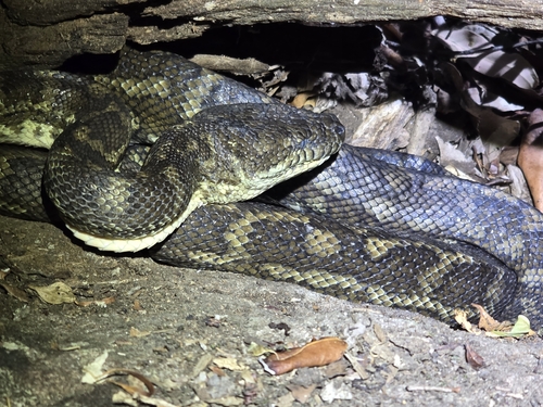 Coastal Carpet Python sighting