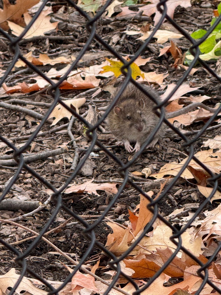 Brown rat