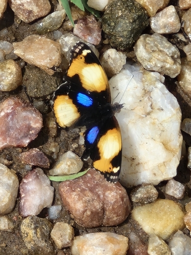 African Yellow Pansy