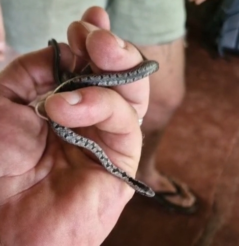 Mopane Snake