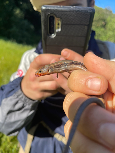 iNaturalist observation photo of Western Skink