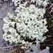 Cladonia caroliniana - Photo (c) Larry Beane, כל הזכויות שמורות, uploaded by Larry Beane
