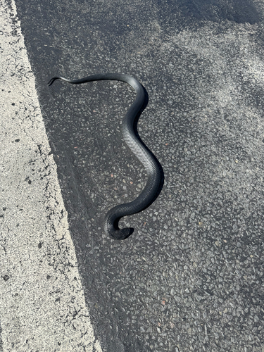 Red-bellied Black Snake sighting