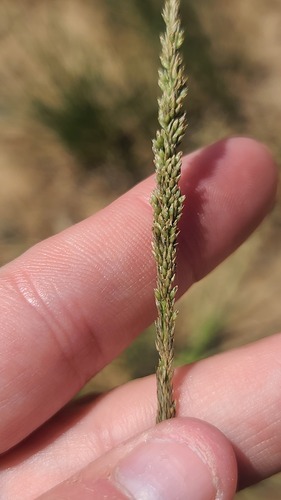 Parramatta Grass