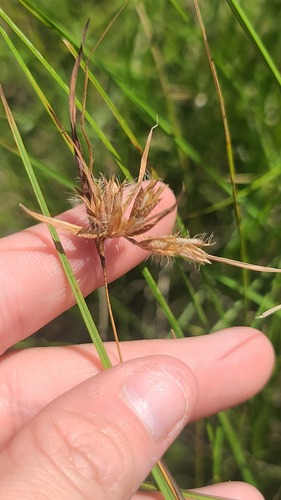 Kangaroo Grass