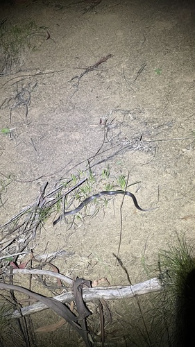 Eastern Small-eyed Snake sighting