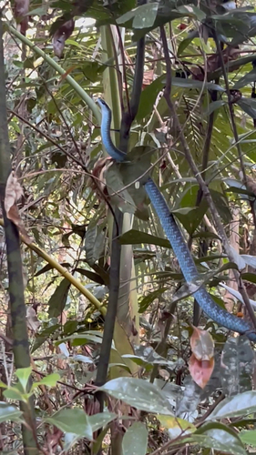 Common Tree Snake sighting