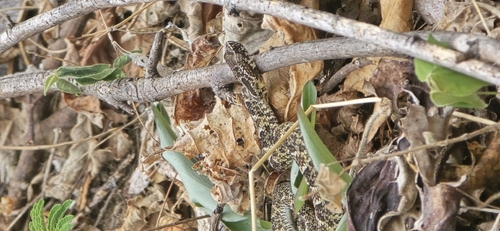 Caatinga Lancehead