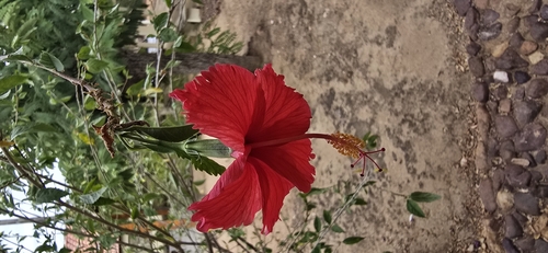Red Hibiscus