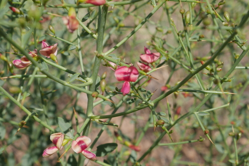 camel thorn