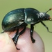 Splendid Earth-boring Beetle - Photo (c) cheins1, all rights reserved, uploaded by cheins1