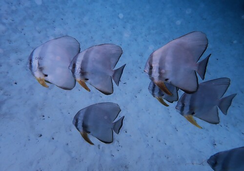Platax teira