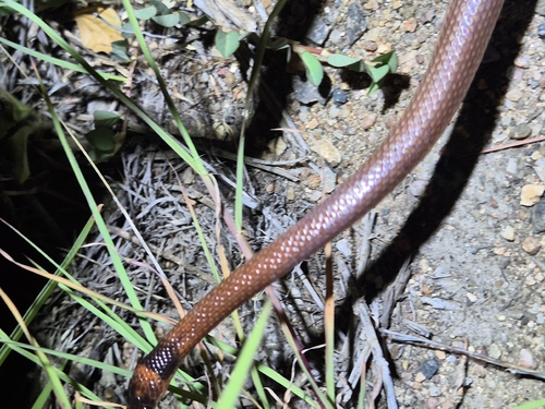 Bright-naped Snakes sighting