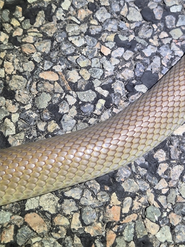 Mulga Snake sighting