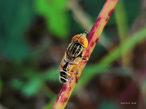 Big-headed Lagoon Fly