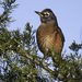 American Robin from Kent County, DE, USA on December 09, 2025 at 08:50 AM by Kris Groelsema