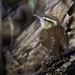 Carolina Wren from Kent County, DE, USA on December 09, 2025 at 10:03 AM by Kris Groelsema