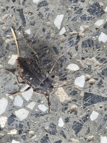 Entomobalia picta