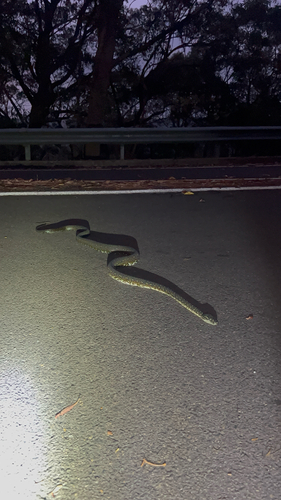 Diamond Python sighting