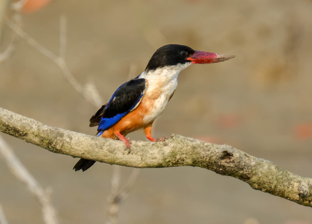 Black-capped Kingfisher photo