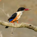 Black-capped Kingfisher - Photo (c) Marc Faucher, all rights reserved, uploaded by Marc Faucher