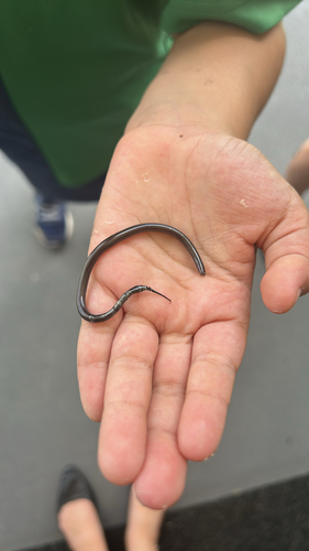 Typical Blind Snakes sighting