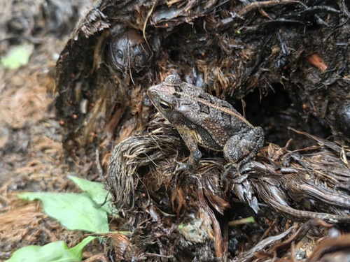 Dwarf toad