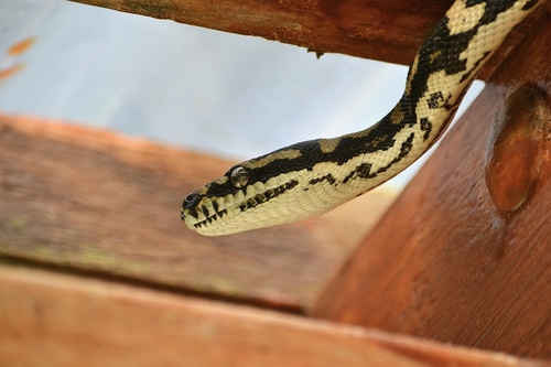 Jungle Carpet Python sighting