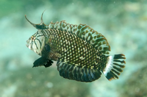 Rockmover Wrasse